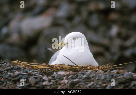 Common Gull sitting on nest