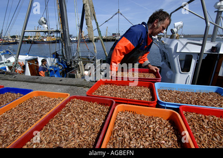 Denmark Romo Havneby fishermen offloading crates full of northsea shrimps in the harbour Stock Photo
