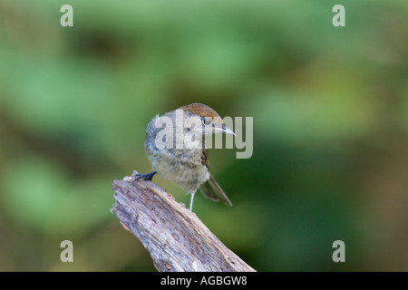 Blackcap Sylvia atricapilla young bird perched on log with nice out of focus background Potton Bedfordshire Stock Photo