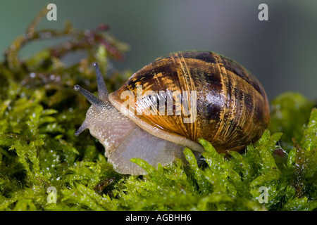 Garden snail Helix aspersa on moss covered stone with out of focus background Potton Bedfordshire Stock Photo