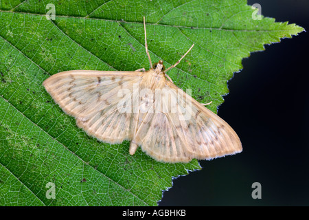 Mother of Pearl Pleuroptya ruralis at rest on leaf with wings open showing markings and detail Potton Bedfordshire Stock Photo