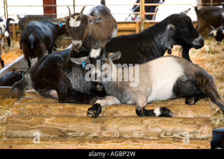 Young goats playing in a pen Stock Photo