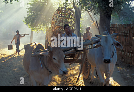 Myanmar, Bago Yoma Mountains, Man riding on ox cart Stock Photo