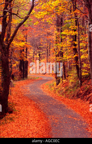 Autumn colours on the trees and a carpet of fallen leaves on a winding road in the Black Mountains of the Languedoc, France Stock Photo