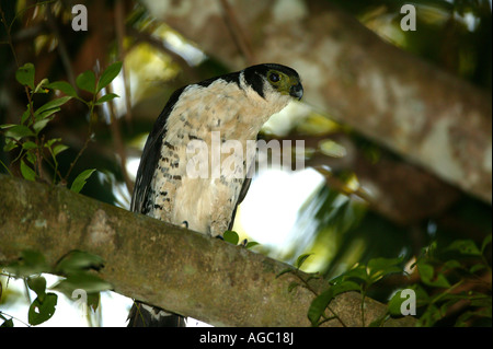 Collared Forest-falcon, Micrastur semitorquatus, sitting on a branch in the rainforest of Metropolitan park, Panama city, Republic of Panama. Stock Photo