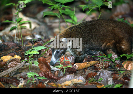 White-nosed Coati, Nasua narica, on the rain forest floor of Metropolitan park, Panama city, Republic of Panama. Stock Photo