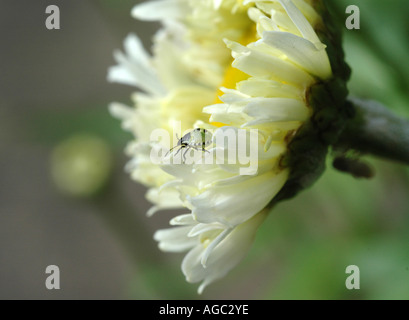 Young 7-spot Ladybird on flower Stock Photo