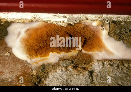 Dry rot ^fruiting body on wall of condemned house Cardiff Wales UK Stock Photo