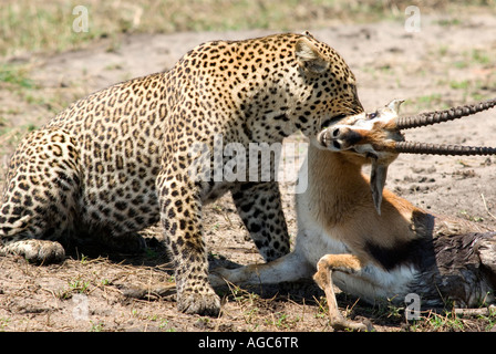 Leopard choking thomson's gazelle Stock Photo