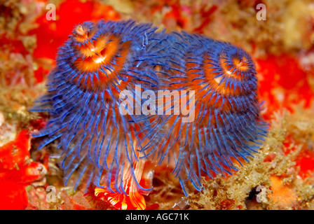 A tiny vibrant blue Christmas tree tube worm on the coral reef Stock Photo