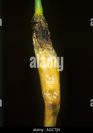 Anthractose Colletotrichum coccodes lesions on chili pepper fruit Stock Photo