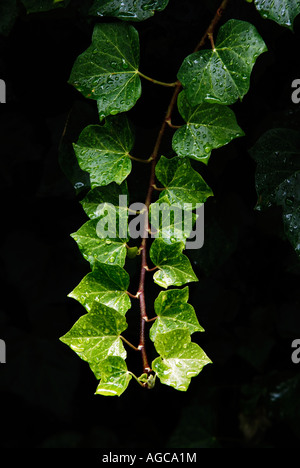 Ivy Stock Photo