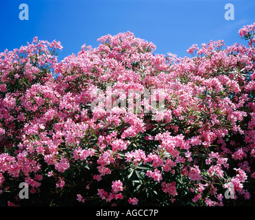 pink flowers Stock Photo