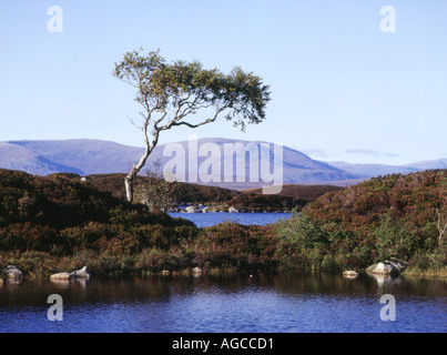 dh Lochan na h Achlaise RANNOCH MOOR ARGYLL Isolated single tree wetland lone highlands barren scotland atmospheric scottish highland lochs lake Stock Photo