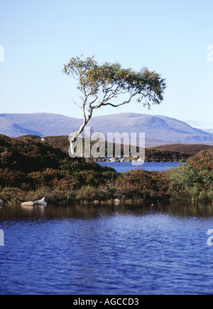 dh Lochan na h Achlaise RANNOCH MOOR ARGYLL Isolated single tree on island lake mountainous wetland terrain Stock Photo