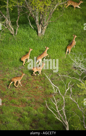 Aerial view of herd of running axis deer in Maui Hawaii Stock Photo