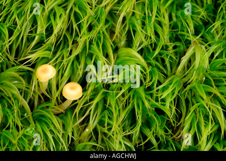Close up of green gametophytes of the bryophyte Dicranum sp with two small mushrooms Stock Photo