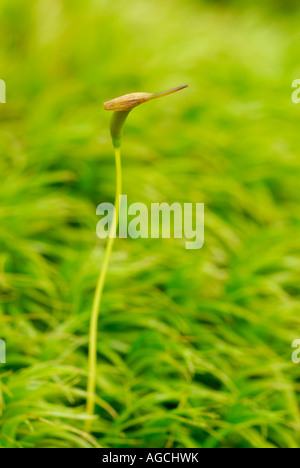 Dicranum moss showing mature sporophyte growing up out of the haploid gametophytes Stock Photo