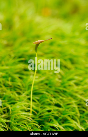 Dicranum moss showing mature sporophyte growing up out of the haploid gametophytes Stock Photo