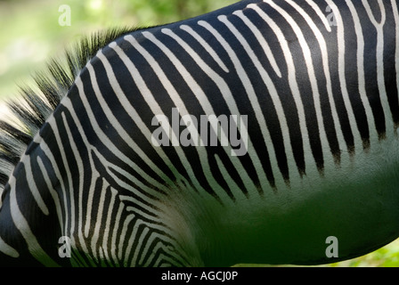 Close up of the stripes of Grevy's Zebra Stock Photo