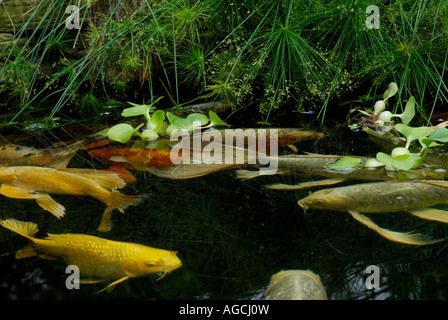 Butterfly Koi in a garden pool The species is a breed of the common carp Cyprinus carpio known for their elongated fins Stock Photo