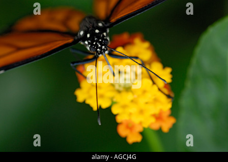 Monarch, Danaus plexippus, feeding on Lantana sp. flower the butterfly s proboscis is seen extending into the flower Stock Photo