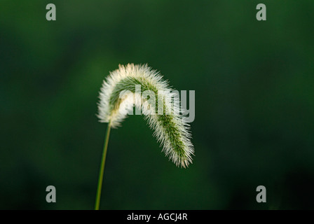 Flowers of giant foxtail also known as Chinese foxtail nodding foxtail or Chinese bristlegrass Setaria faberi. Stock Photo