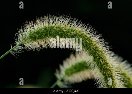 Flowers of giant foxtail also known as Chinese foxtail nodding foxtail or Chinese bristlegrass Setaria faberi. Stock Photo