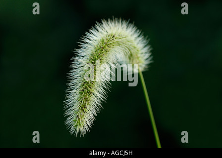 Flowers of giant foxtail also known as Chinese foxtail nodding foxtail or Chinese bristlegrass Setaria faberi. Stock Photo