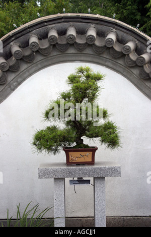Bonsai Japanese black pine tree in a small wooden pot on a stone pedestal in front of a white wall under a carved stone arch Stock Photo