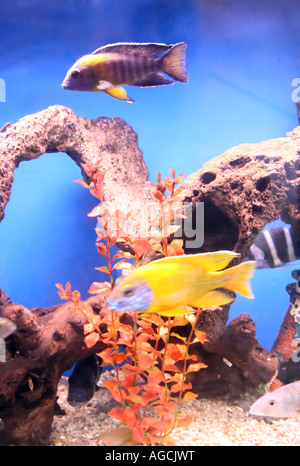 A tank filled with colorful cichlids, swimming in front of a soothing blue background and around arched coral. Stock Photo