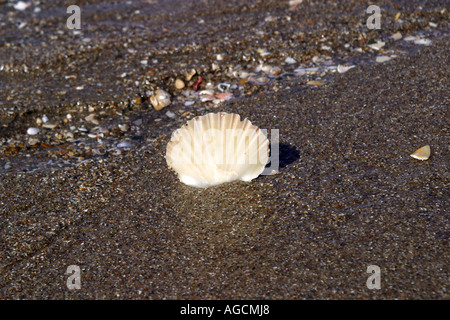 Shell stuck in the sand Stock Photo