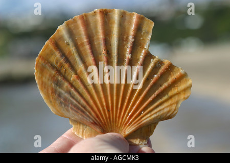 Hand holding a shell on the beach Stock Photo