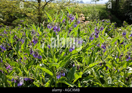 Common Comfrey Symphytum officinale growing by river in Yorkshire UK Stock Photo