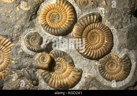 Ammonite fossil Promicroceras planicosta early Jurassic England 188 to 184 million years old Stock Photo