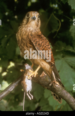 Kestrel Falco tinnunculus with field mouse Wales UK Stock Photo