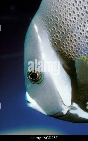 Juvenile Grey Angelfish Pomacanthus arcuatus also known as Black Angelfish Distribution Western Atlantic Stock Photo