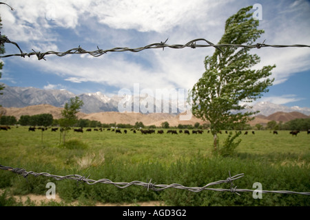 Cows Graze in Owens Valley California Stock Photo