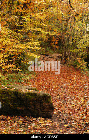 Path in woods ground covered with leafs Stock Photo