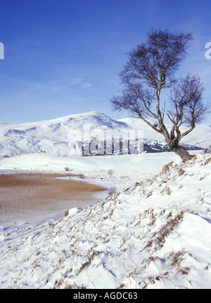 dh Beinn a Chuallaich LOCHAN AN DAIM PERTHSHIRE Winter mountain snow on hillside isolated tree lochside reeds Stock Photo
