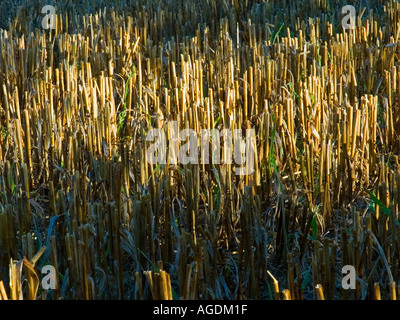 Close shot of the stalks left after the crop has been cut in Lancashire England UK Stock Photo