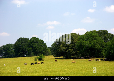 Cattle grazing in a pasture along US 72 in Northern Mississippi. Stock Photo