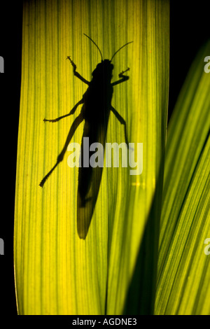 Desert Locust Schistocerca gregaria Stock Photo
