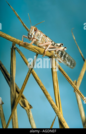 Desert Locust Schistocerca gregaria Stock Photo