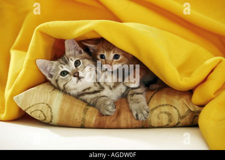 Domestic cat. Two kittens lying under a yellow blanket on a cushion. Germany Stock Photo