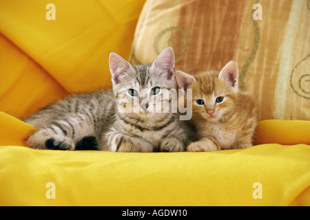 Domestic cat. Two kittens lying on a yellow blanket. Germany Stock Photo