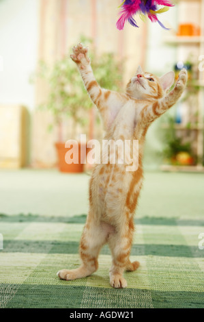 domestic cat kitten on hind legs - playing Stock Photo