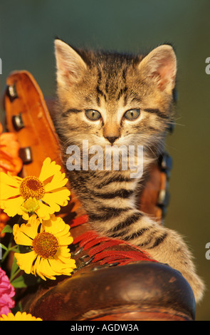 domestic cat kitten in boot Stock Photo