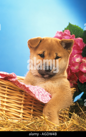 Shiba Inu dog - puppy in basket Stock Photo