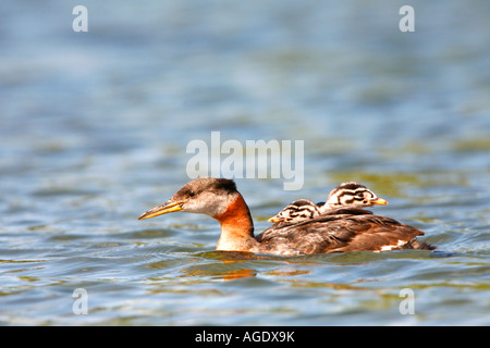 Red necked Grebe Finger Lake Wasilla Alaska Stock Photo